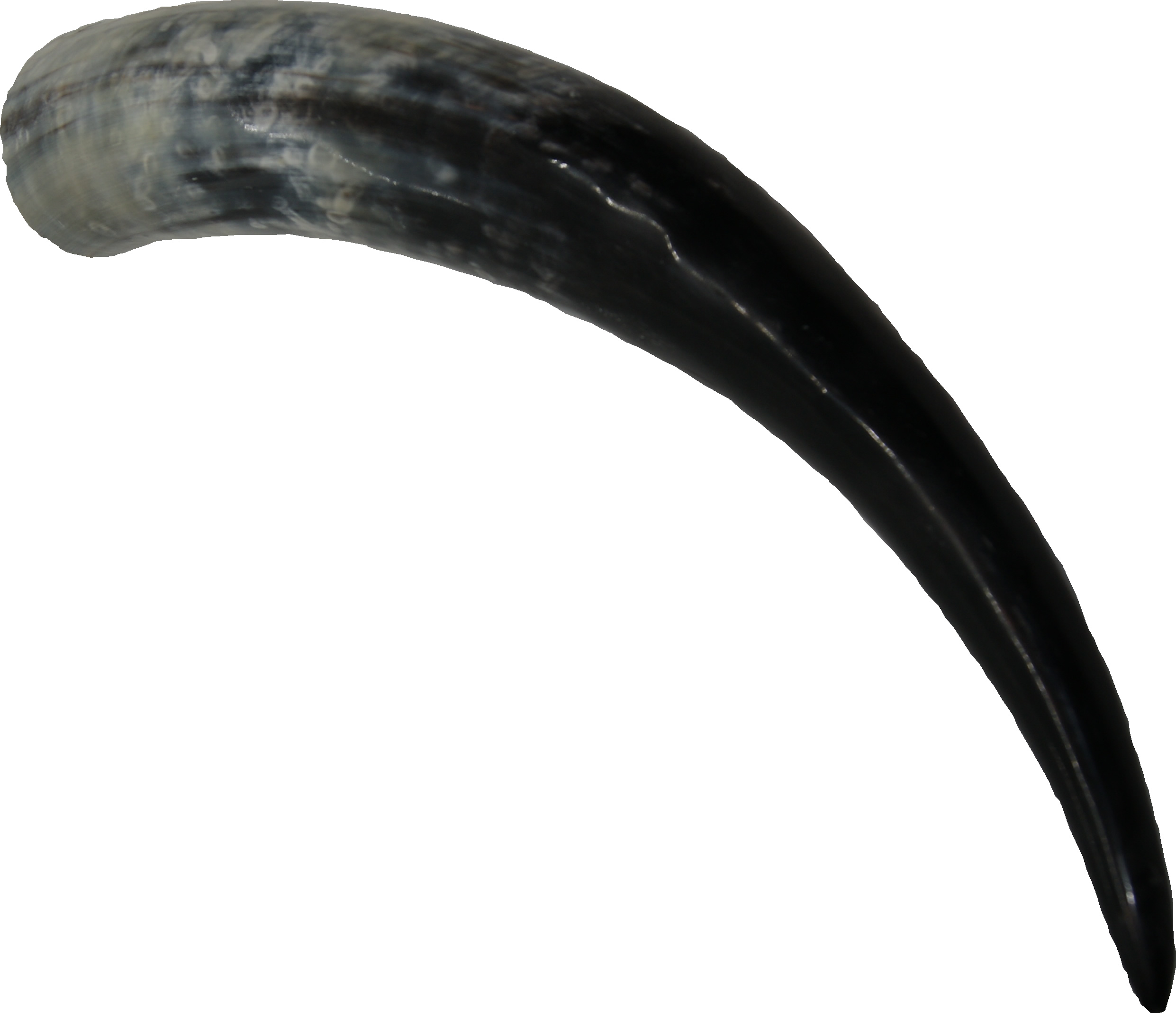 Trinkhorn ca. 0,6 Liter - 047