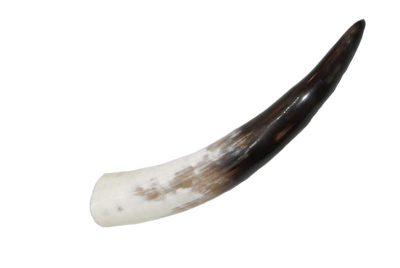 Trinkhorn ca. 0,9 Liter - 050